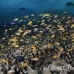 anthias_lr_mb_h_0584_png3133.jpg